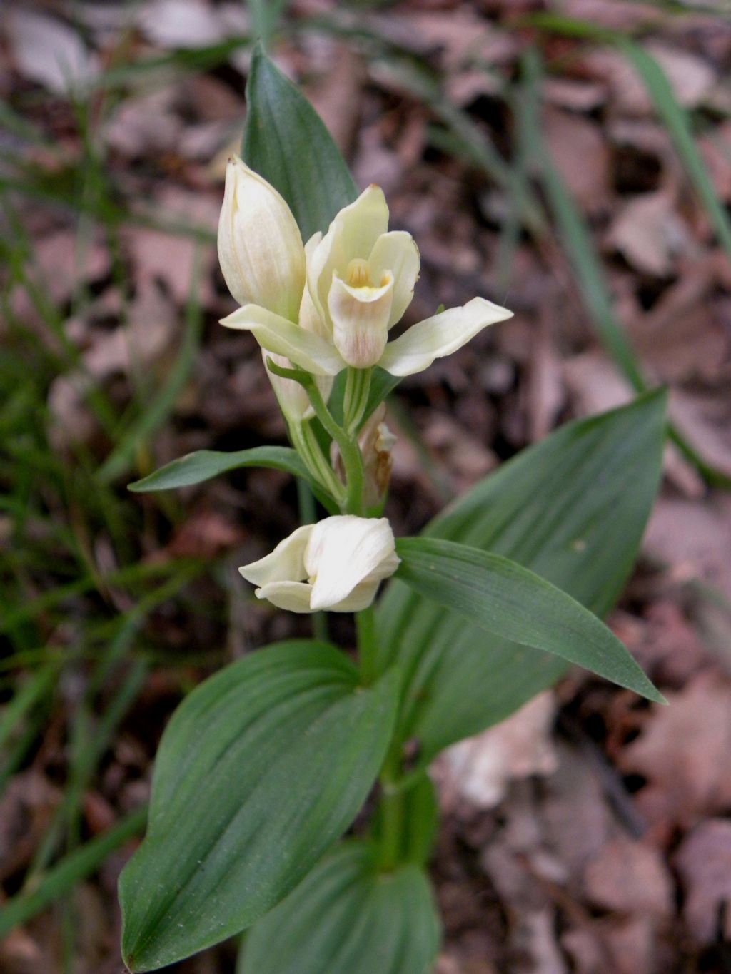 Cephalanthera damasonium / Cefalantera bianca